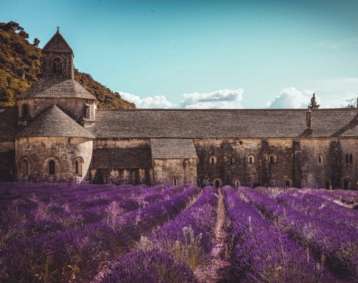 Lavender fields in front of a stone abbey in France